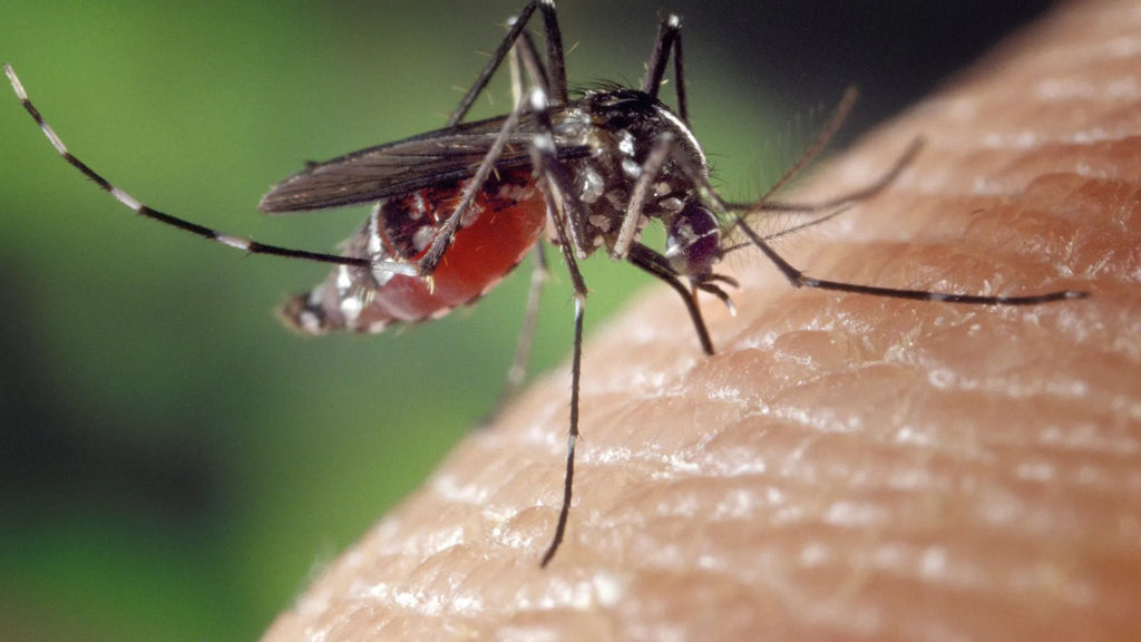 Mosquito Attraction: Factors Influencing Blood Type Preferences