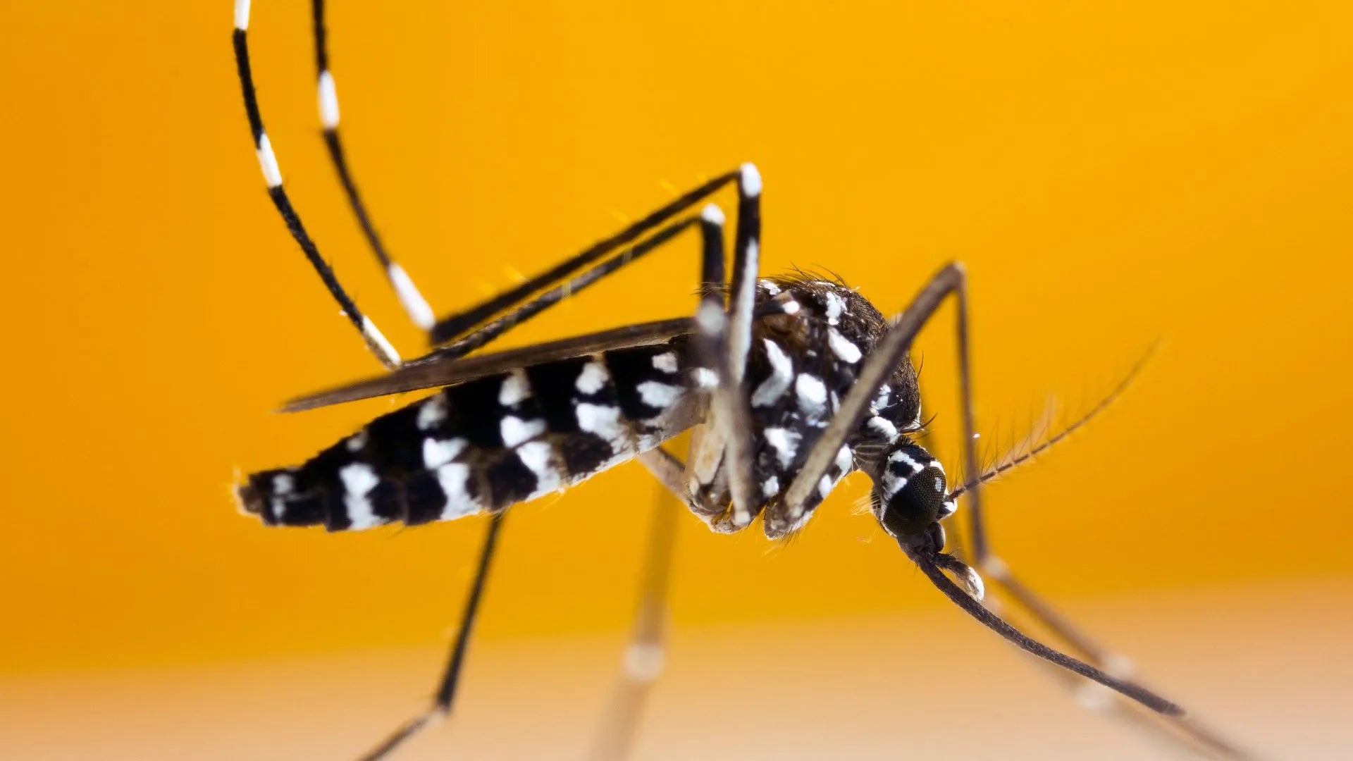 Malaria prevention: Effective ways to ward off female mosquitoes