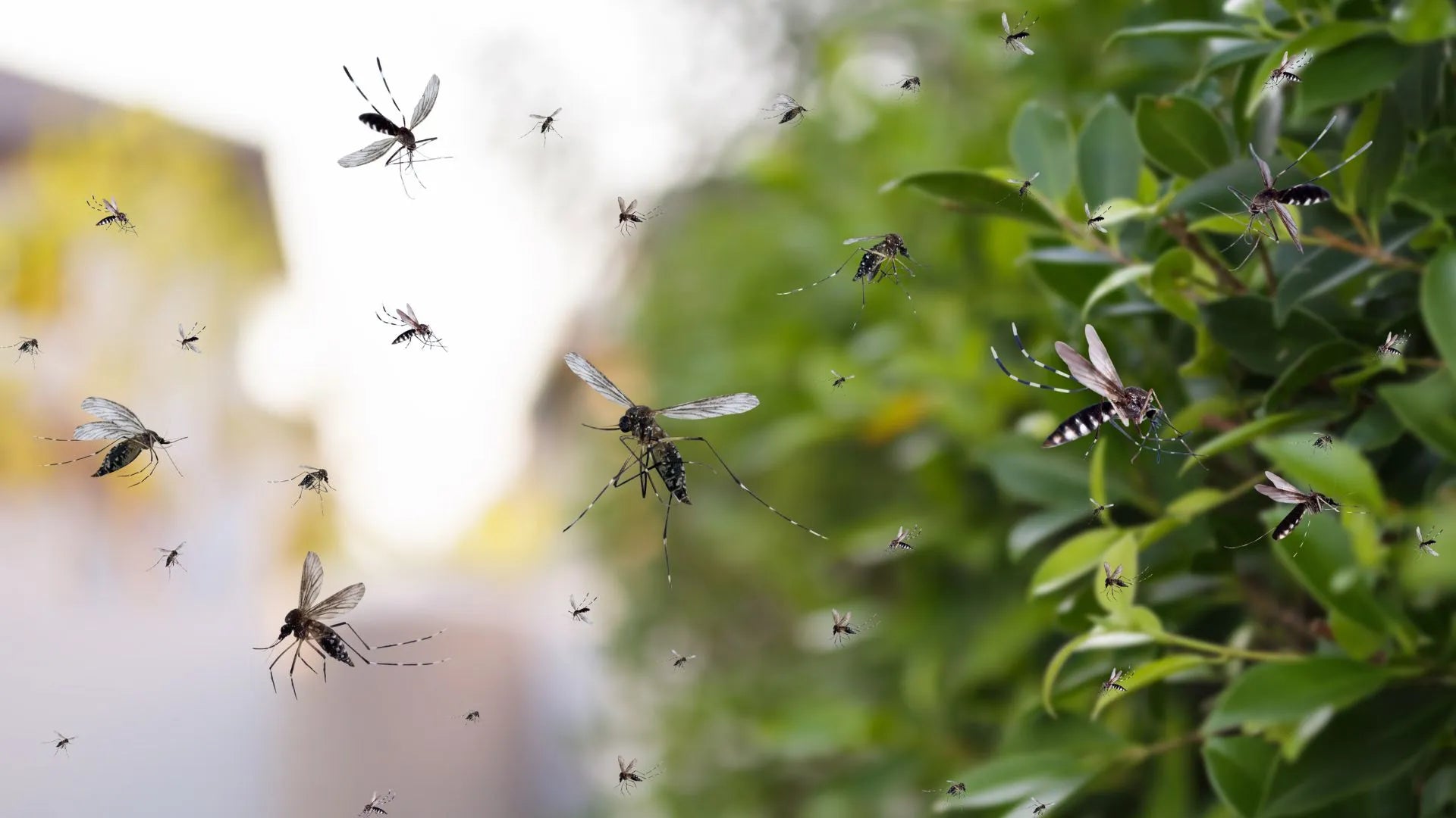 Effective Mosquito Repellent Scents: 10 Odors to Ward Them Off