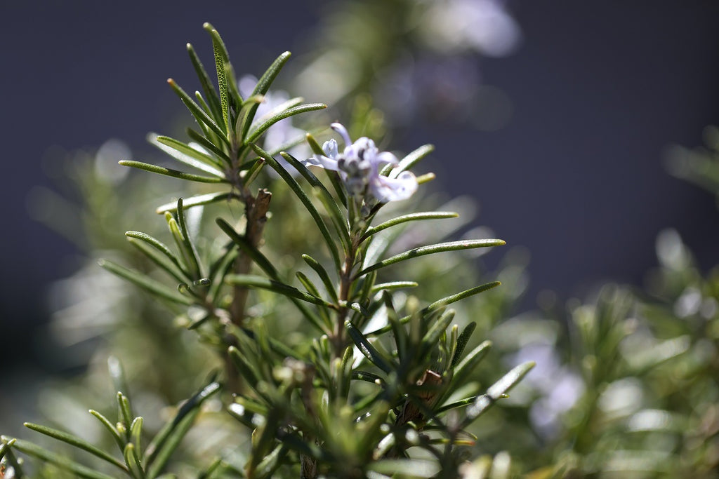 benefits of rosemary essential oil